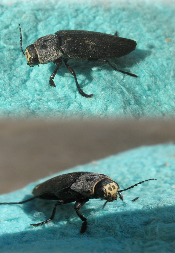 Buprestidae: Buprestis cupressi